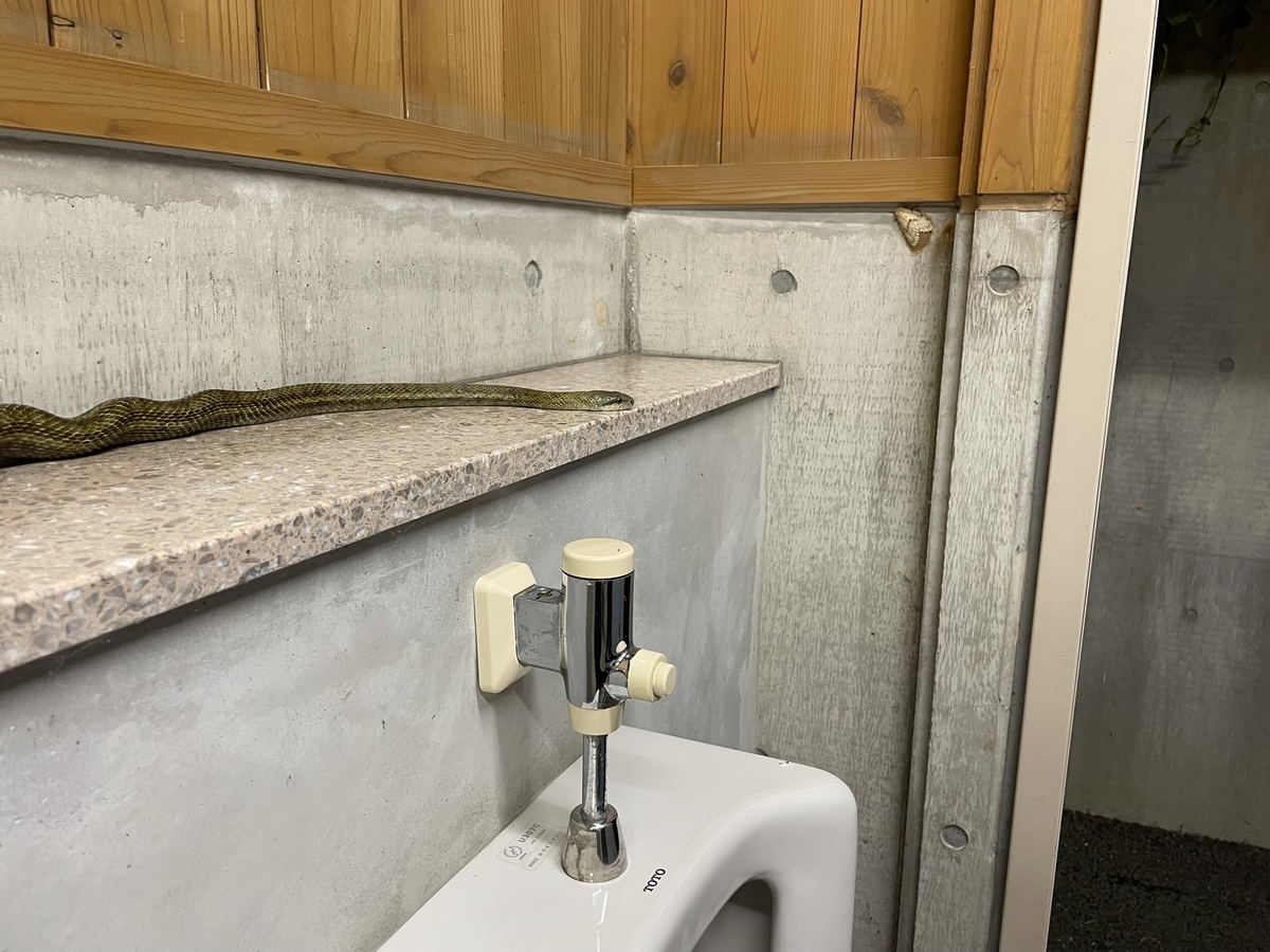 f:id:nge0068:20210726111506j:plain