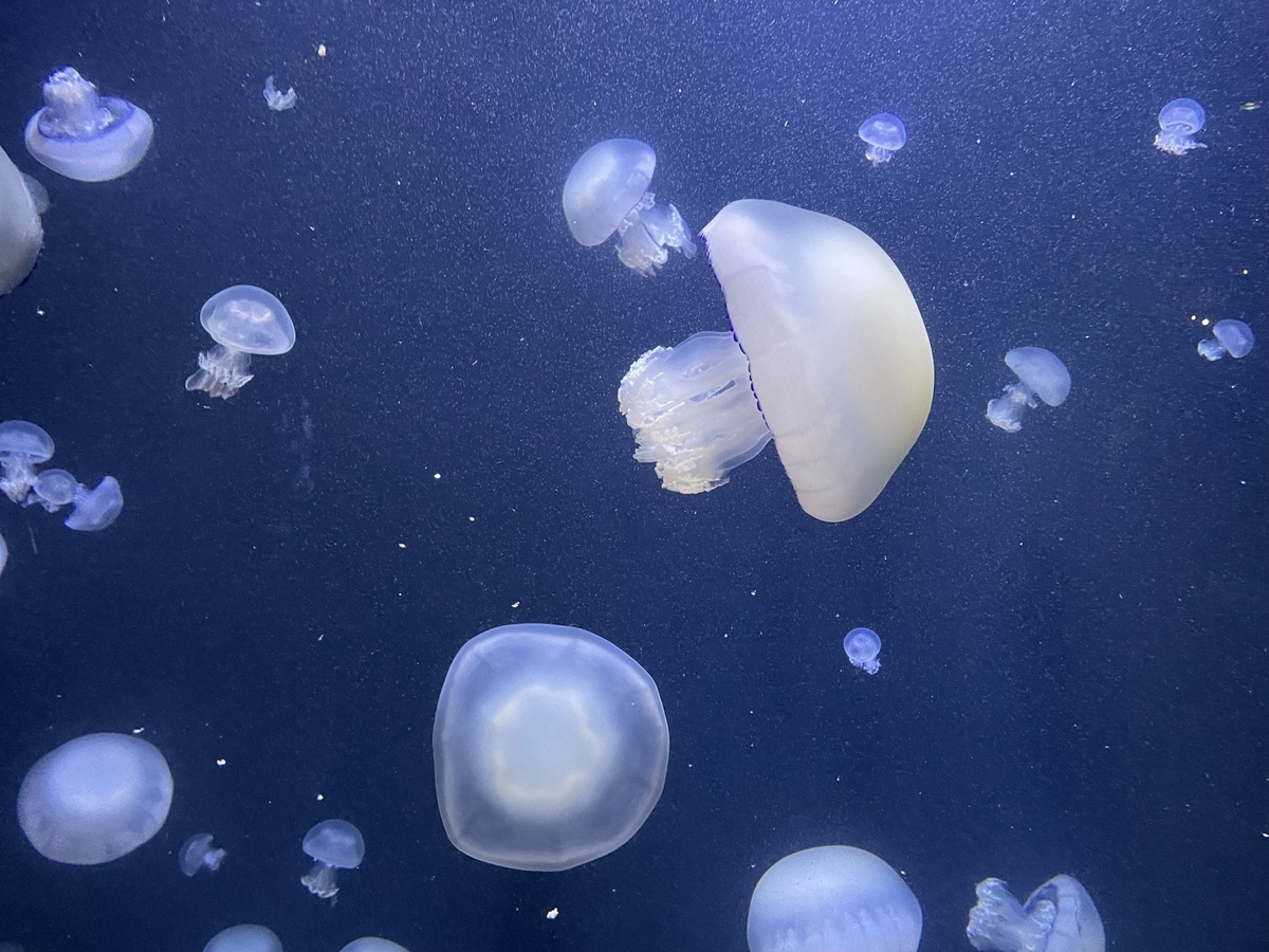 f:id:nge0068:20210822094403j:plain