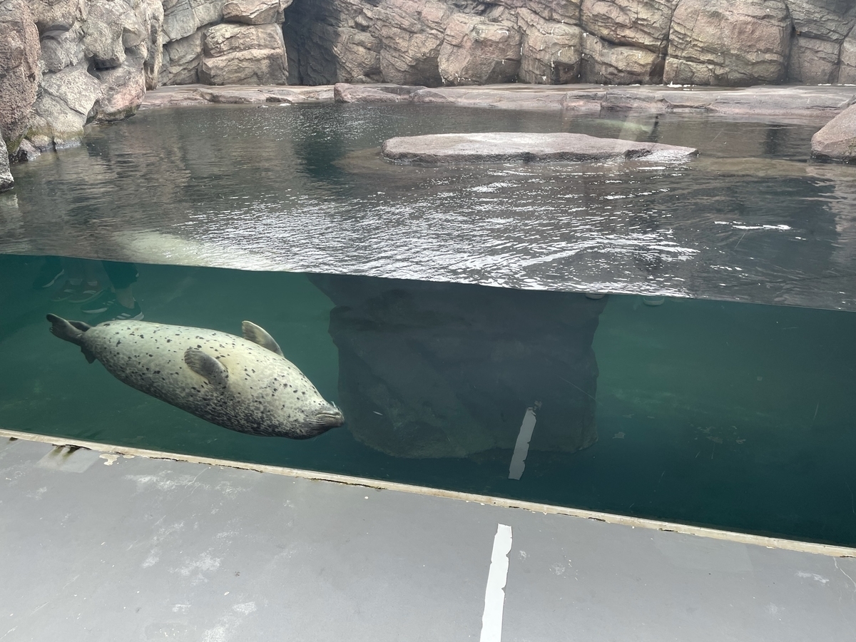 f:id:nge0068:20210822200603j:plain