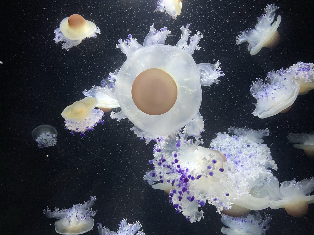 f:id:nge0068:20210822200705j:plain