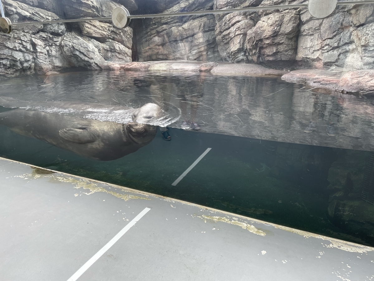 f:id:nge0068:20210823100113j:plain