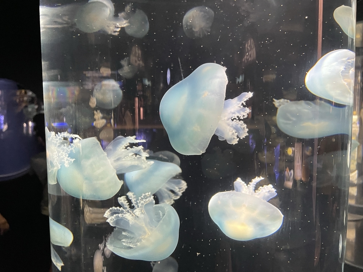 f:id:nge0068:20210824202627j:plain