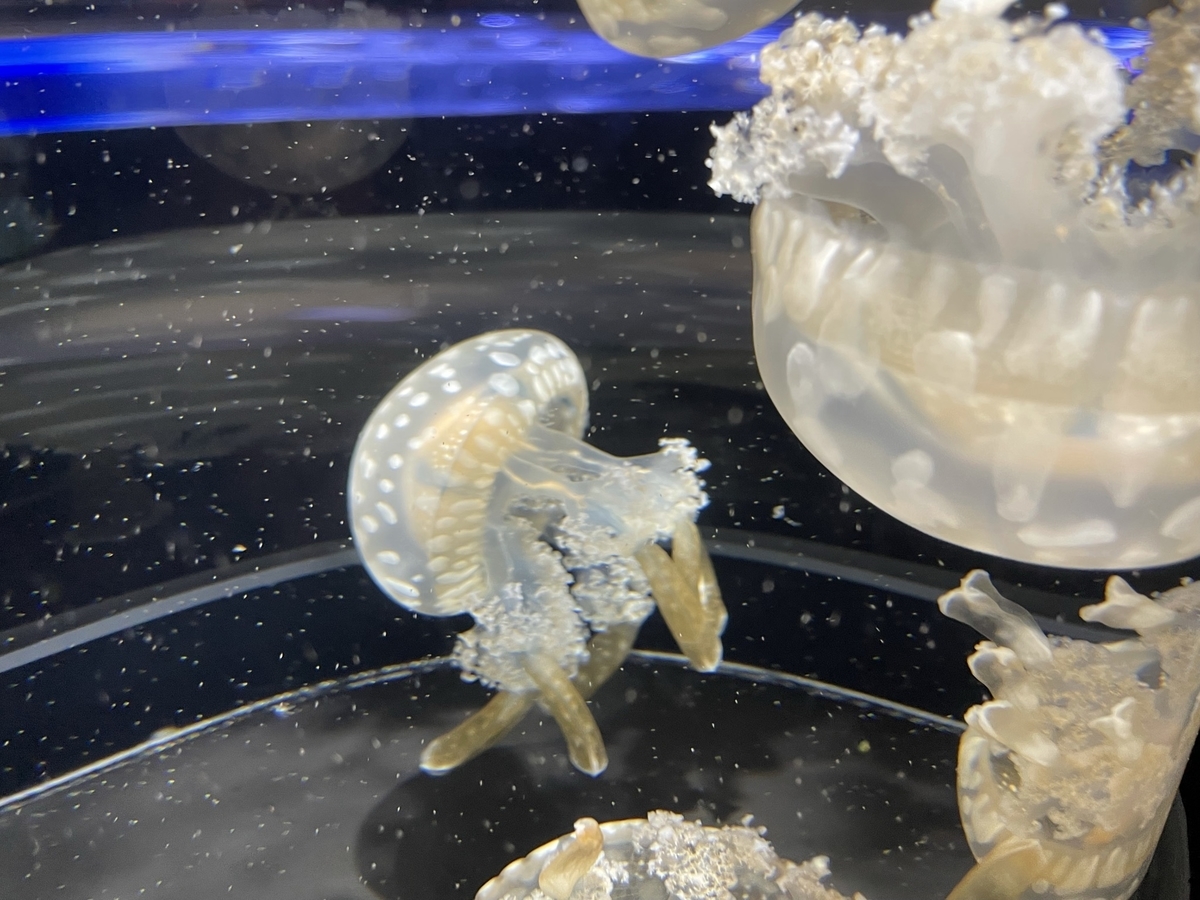 f:id:nge0068:20210824202912j:plain