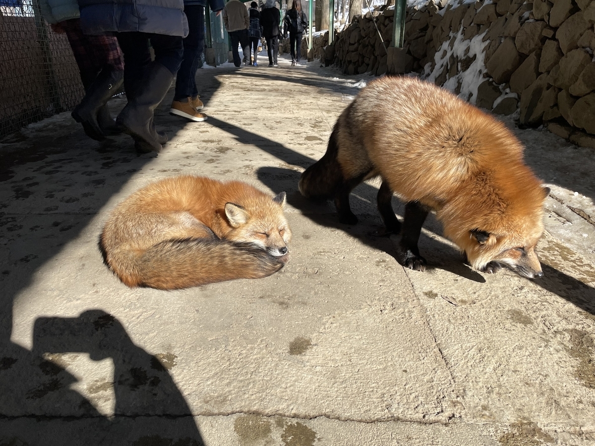 f:id:nge0068:20220113112159j:plain