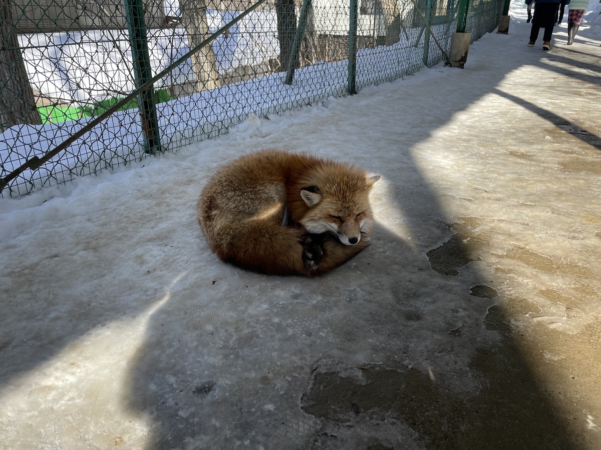 f:id:nge0068:20220113112259j:plain