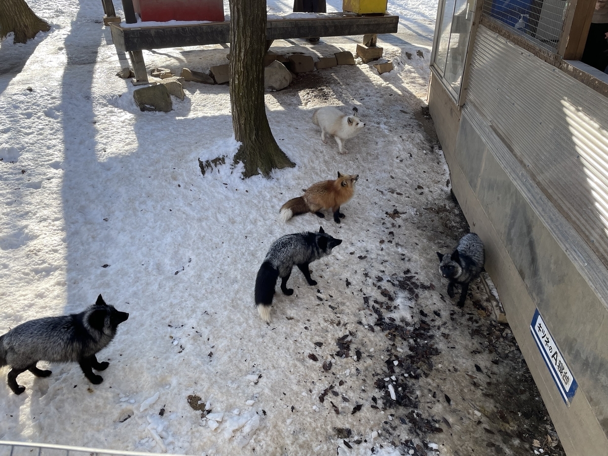 f:id:nge0068:20220113112634j:plain