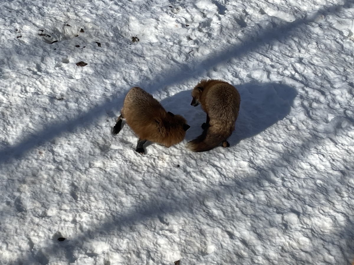 f:id:nge0068:20220113112746j:plain