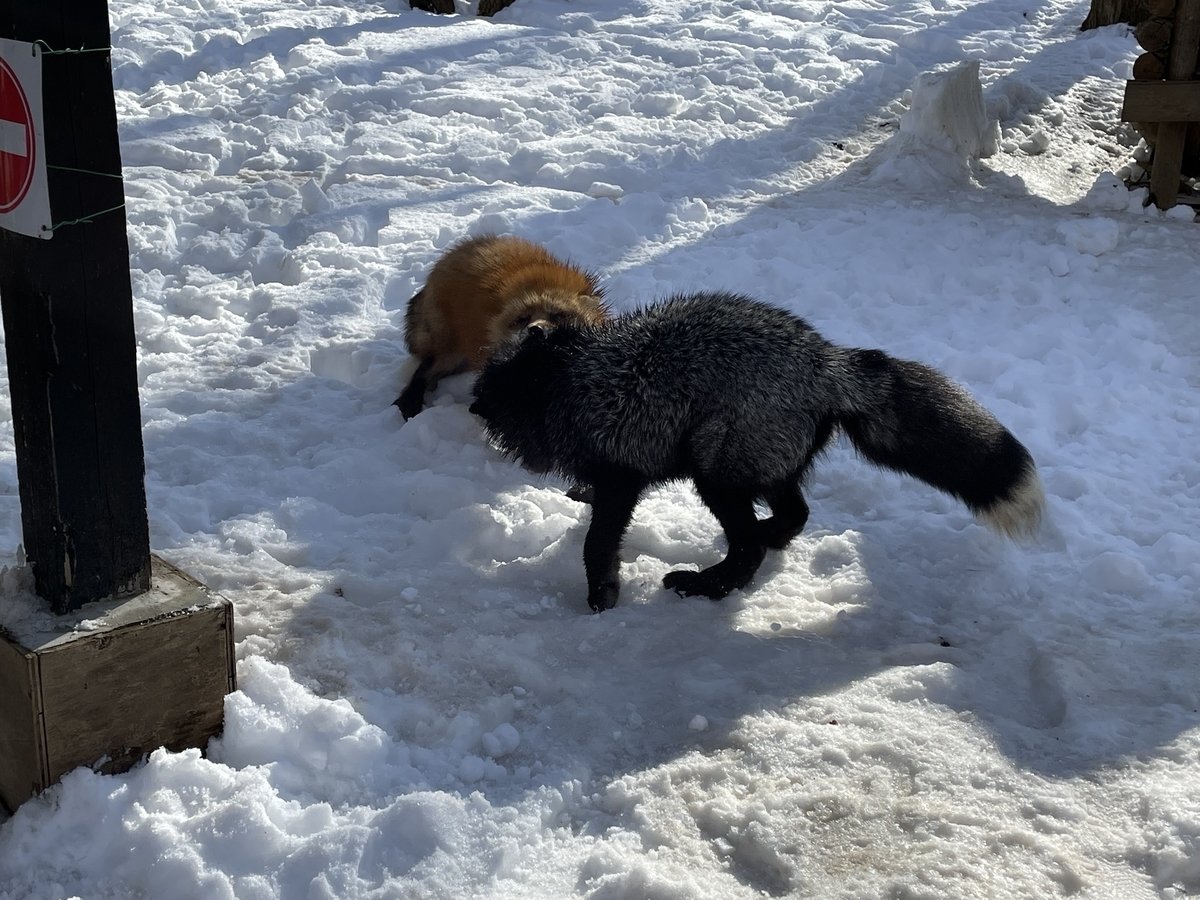 f:id:nge0068:20220115154458j:plain