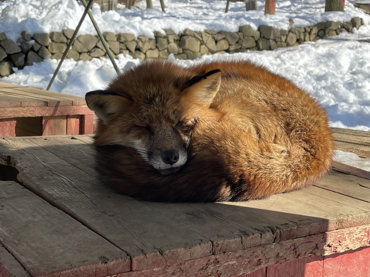 f:id:nge0068:20220115154612j:plain