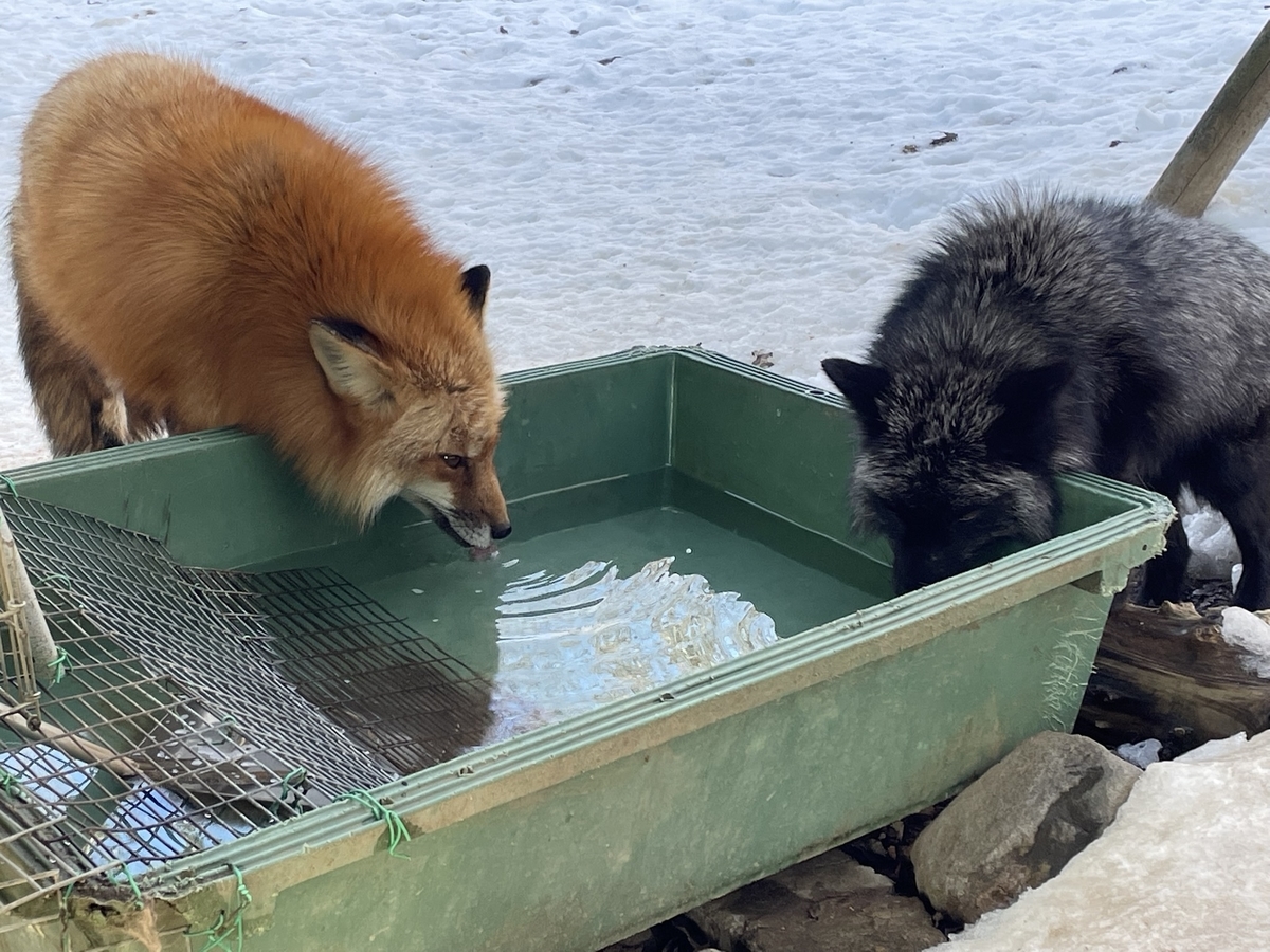 f:id:nge0068:20220115154713j:plain