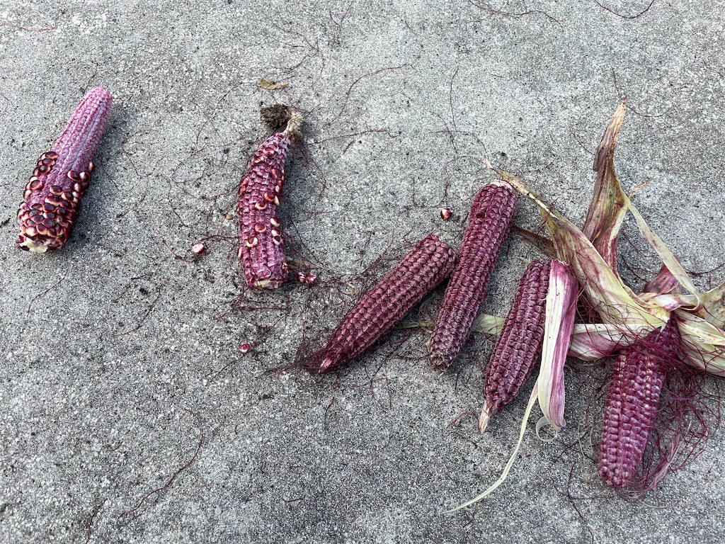 f:id:nge0068:20240904212939j:image