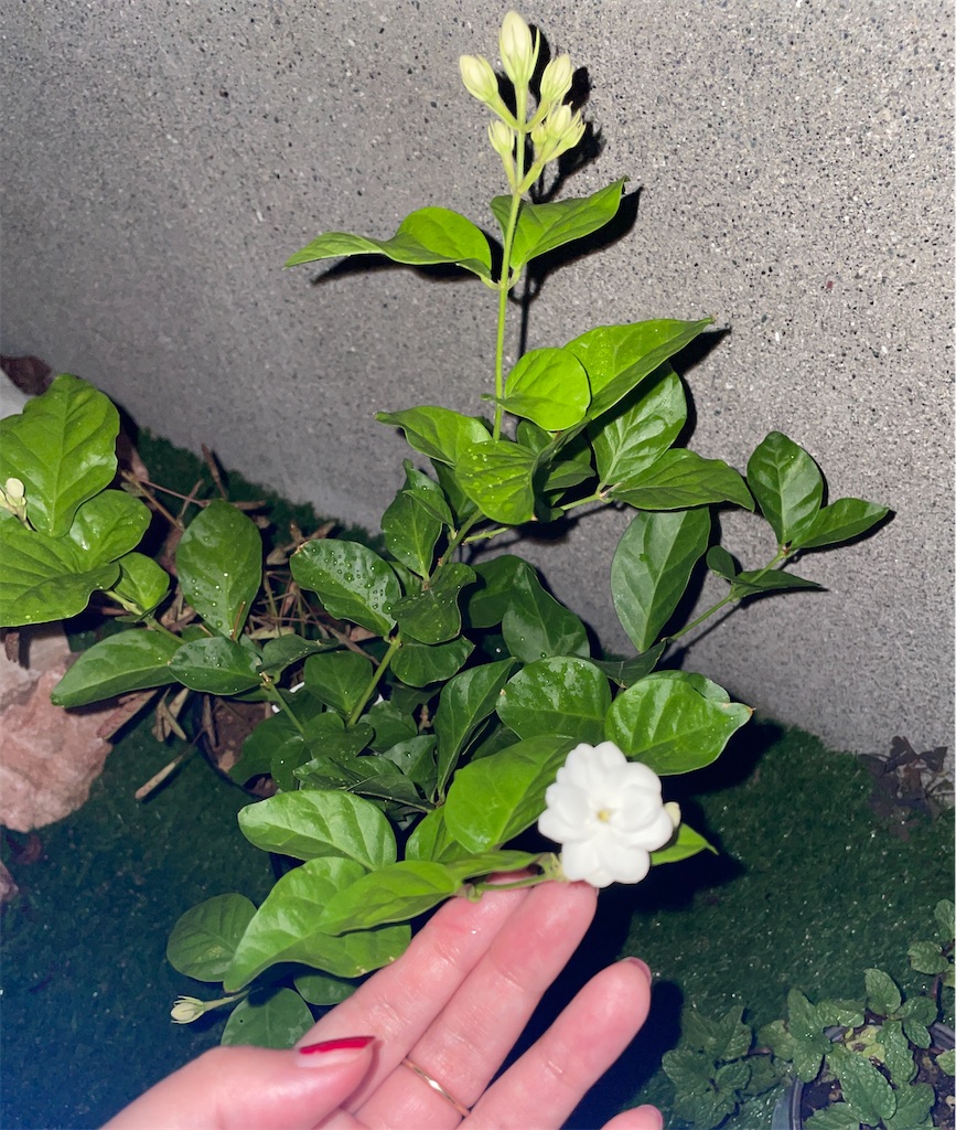 f:id:ngs_mnm:20260904222149j:image