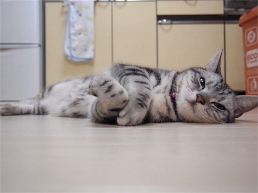 f:id:ngsw_yk_iwmr:20180123211636j:image f:id:ngsw_yk_iwmr:20180123211636j:image