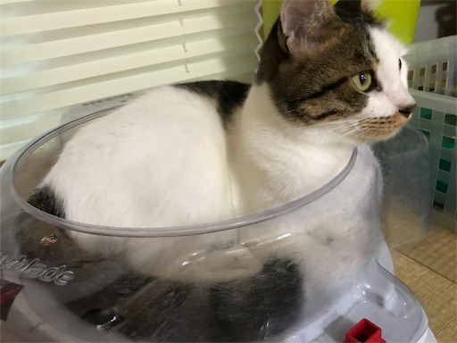 f:id:ngsw_yk_iwmr:20190730215209j:image