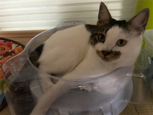 f:id:ngsw_yk_iwmr:20190730215218j:image