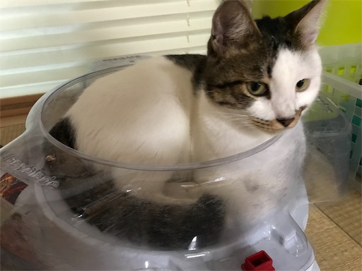 f:id:ngsw_yk_iwmr:20190730215246j:image