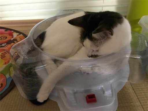 f:id:ngsw_yk_iwmr:20190730215249j:image