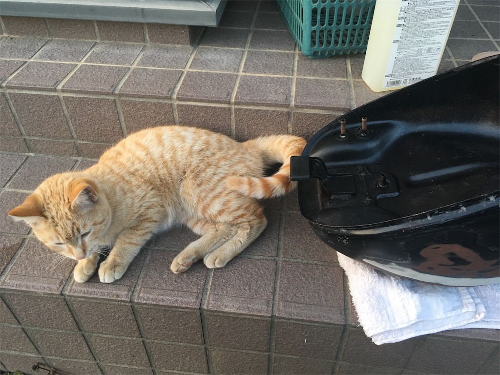 f:id:ngxyh754:20181117145022j:image f:id:ngxyh754:20181117145022j:image