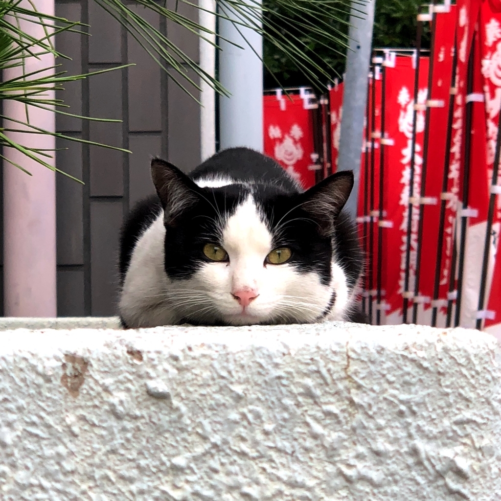 見つめる猫のイメージ