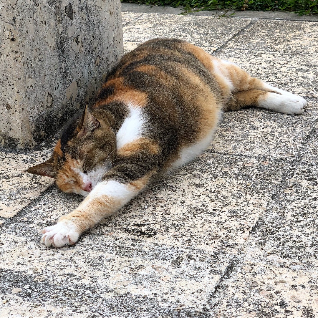 f:id:ngyblog:20190319190817j:plain