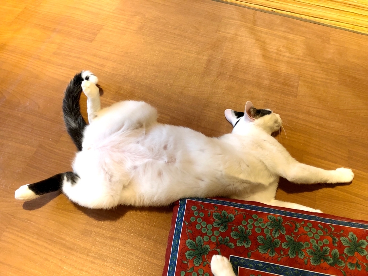 人前でお腹を出して寝るネコイメージ