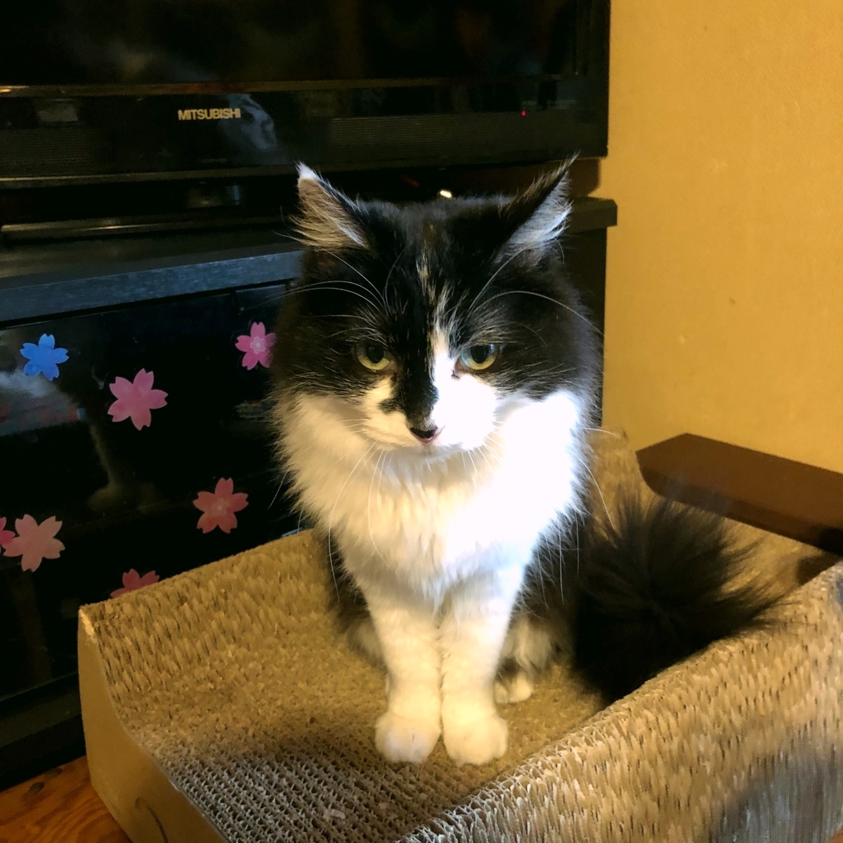 お嬢様ネコのイメージ