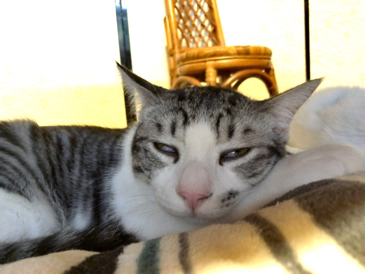 可愛い子猫のイメージ