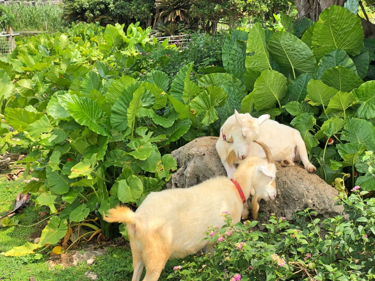 お互いを気遣うヤギのイメージ