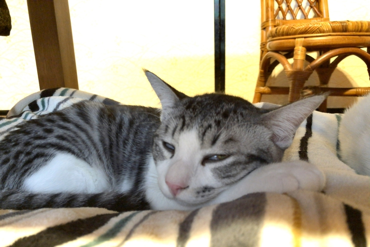 リラックスして眠る子猫イメージ