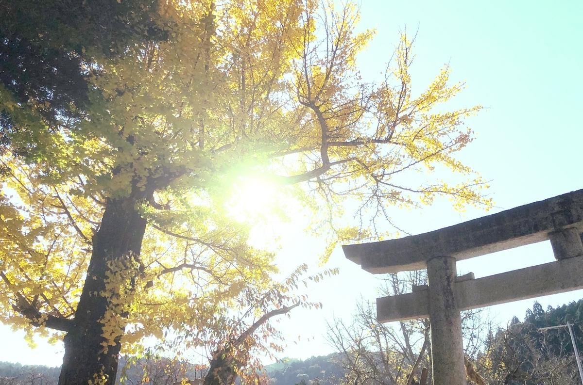 鳥居とイチョウ image