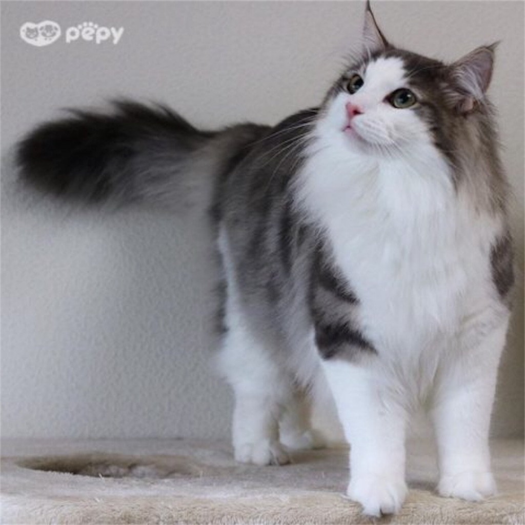 自称 犬に詳しい 人 猫にも出しゃばる Goru Goru綴り