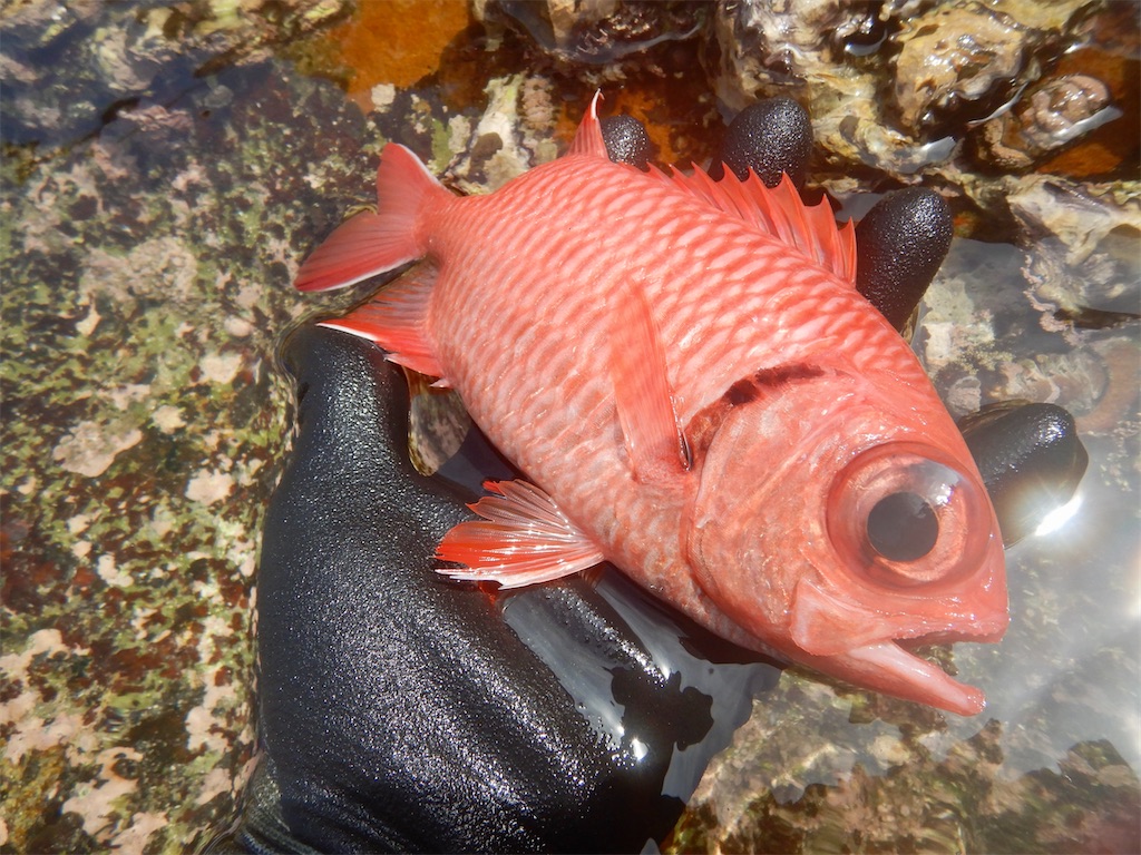 ハル一呼吸の世界