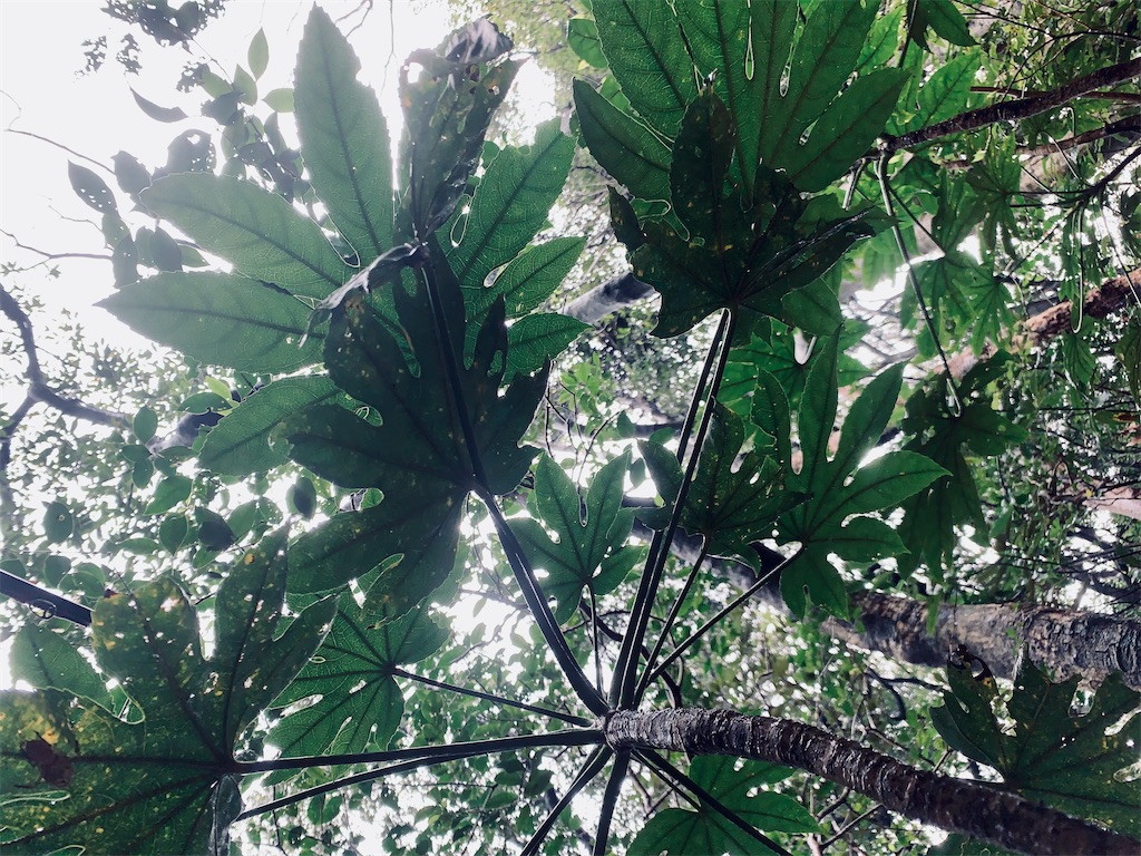 f:id:nharuguchi:20220118184101j:image f:id:nharuguchi:20220118184101j:image