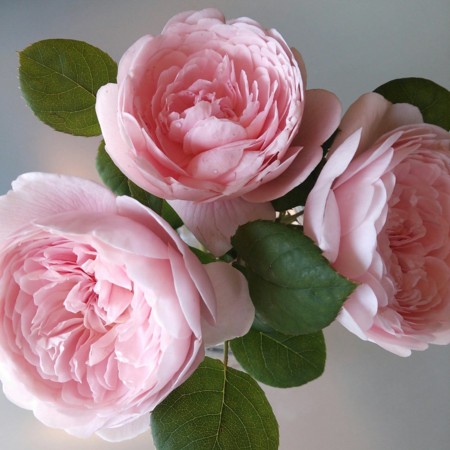 f:id:nhrj:20130522103540j:image