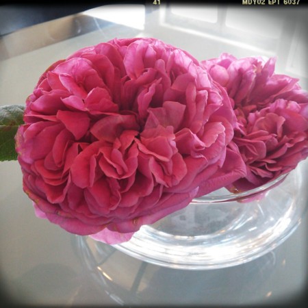 f:id:nhrj:20130524172917j:image