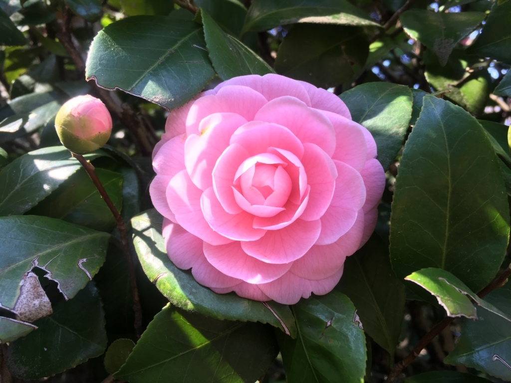 f:id:ni-riku65tibi:20180328011442j:plain f:id:ni-riku65tibi:20180328011442j:plain
