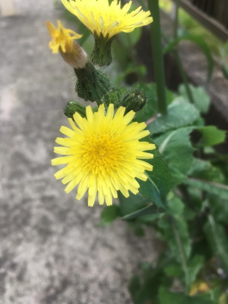 f:id:ni-riku65tibi:20180408093949j:plain f:id:ni-riku65tibi:20180408093949j:plain