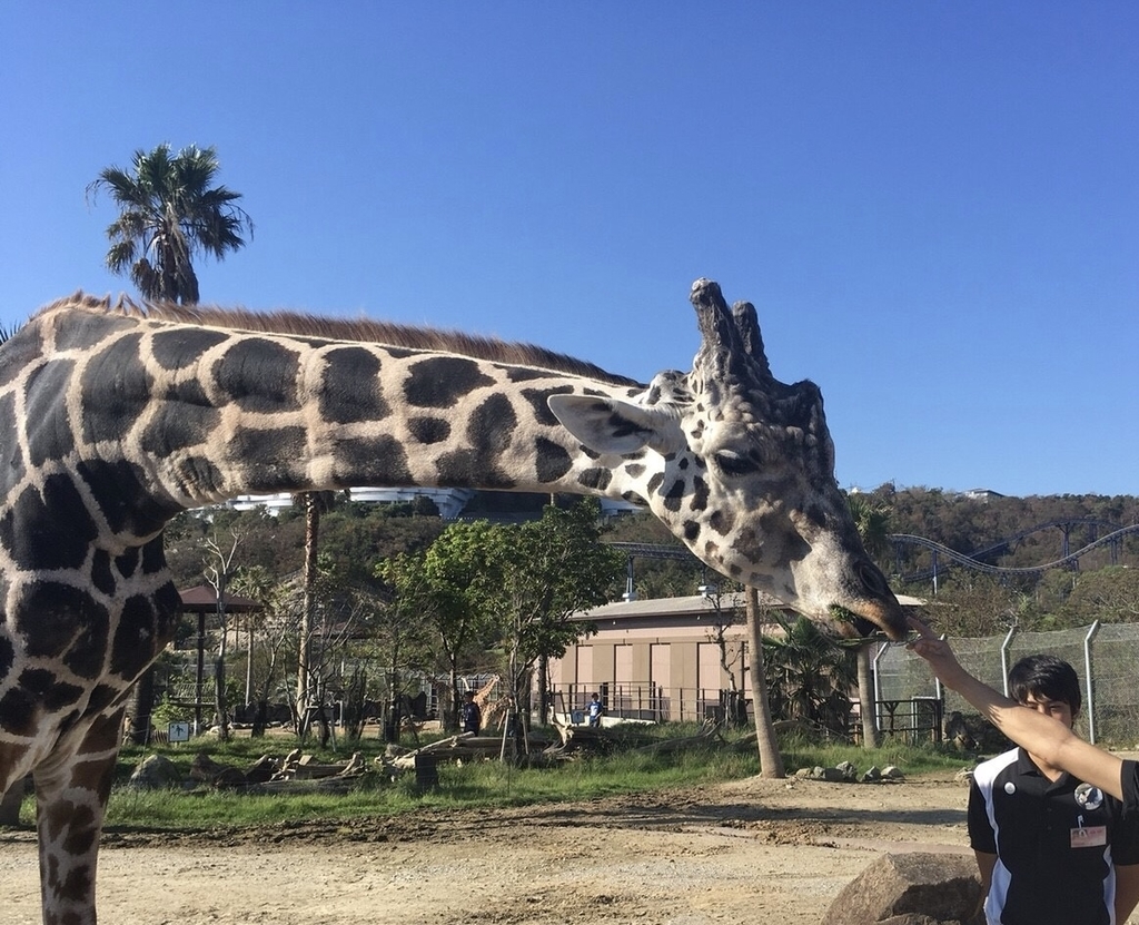 f:id:niagzoo:20181002172111j:plain f:id:niagzoo:20181002172111j:plain