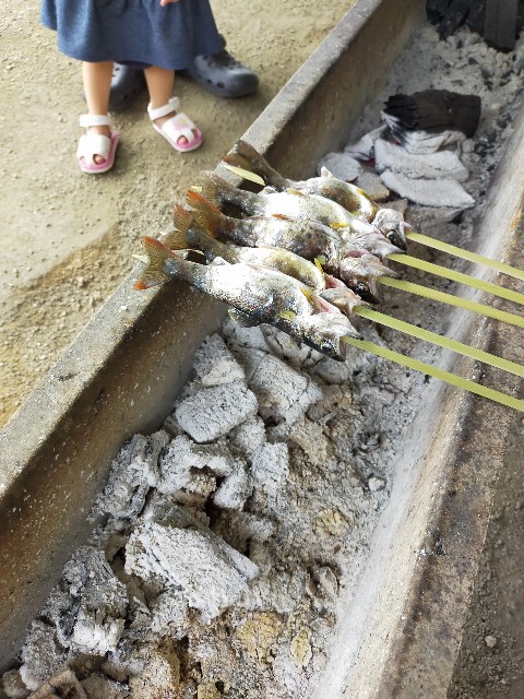 新見市 釣り堀石田 花見養魚センターへ行ってきた 自分で釣ったアマゴをまるごと全部食べられる まんぷくいちこの岡山ブログ