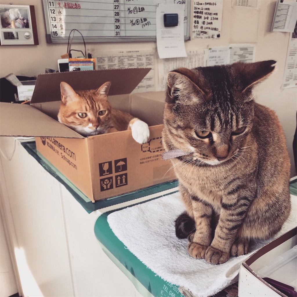 f:id:nichieitaxi:20200313060811j:plain f:id:nichieitaxi:20200313060811j:plain