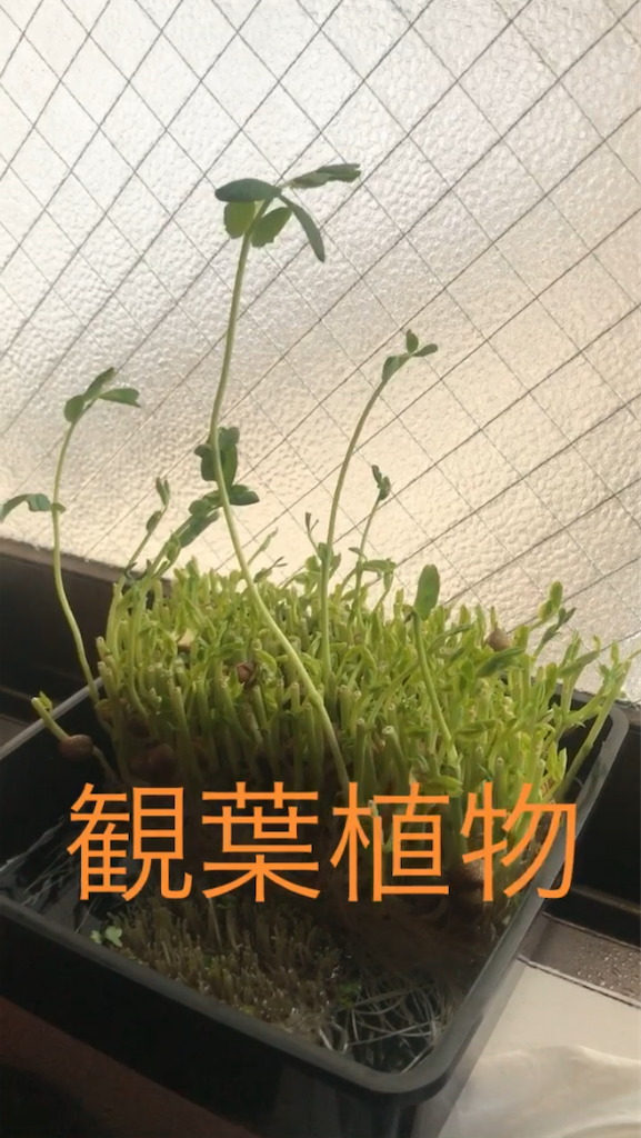 f:id:nichieitaxi:20200322180801p:plain