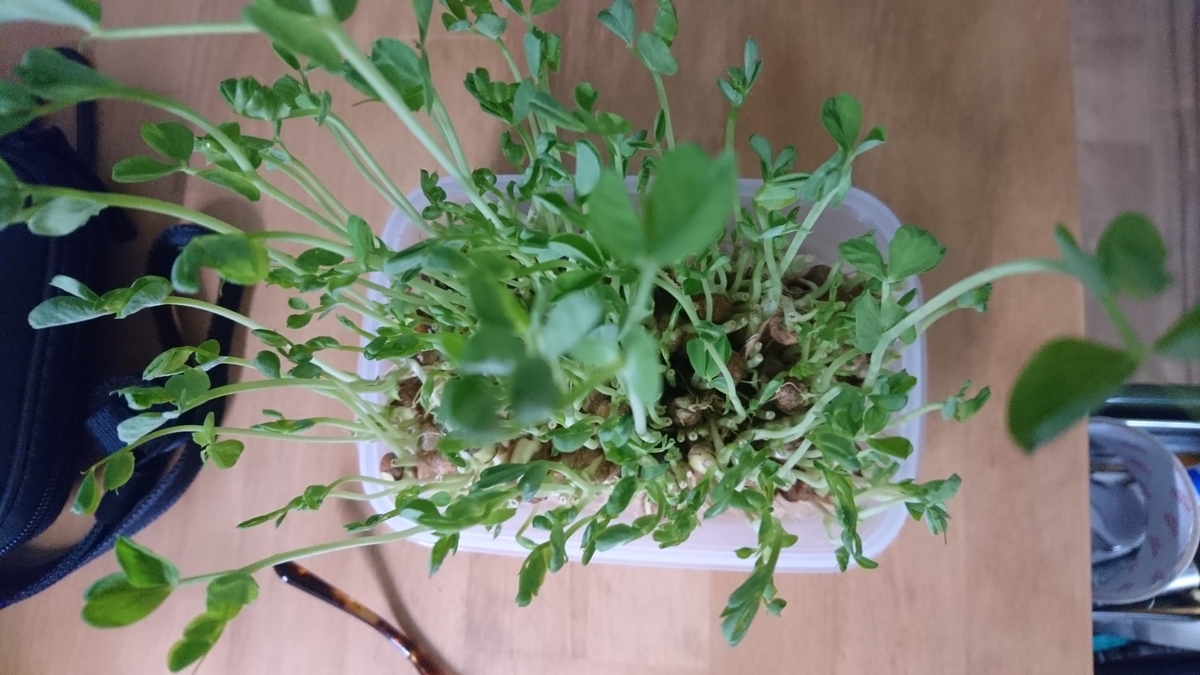 f:id:nichijo-ni-ikiru:20190604182408j:plain f:id:nichijo-ni-ikiru:20190604182408j:plain