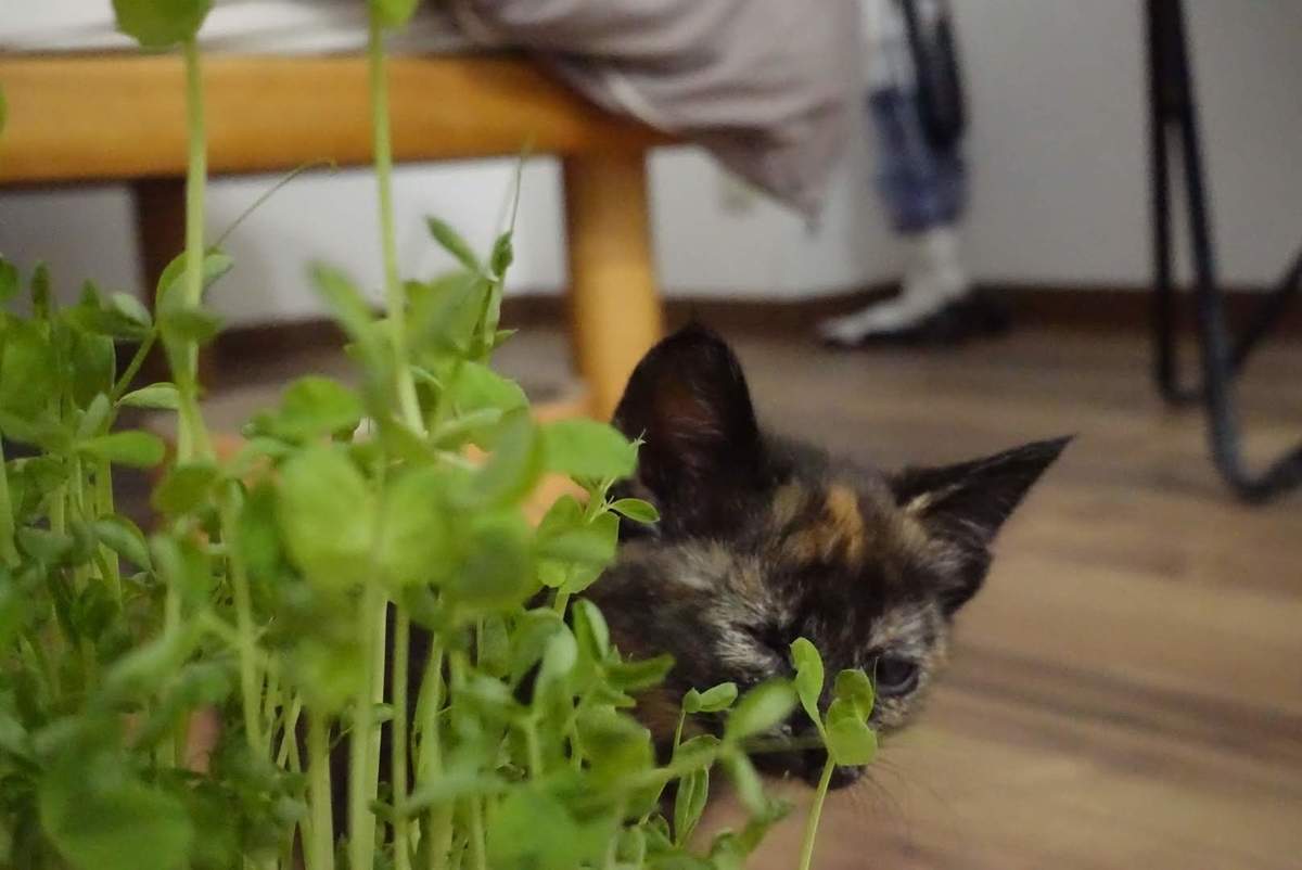 f:id:nichijo-ni-ikiru:20190604182450j:plain f:id:nichijo-ni-ikiru:20190604182450j:plain