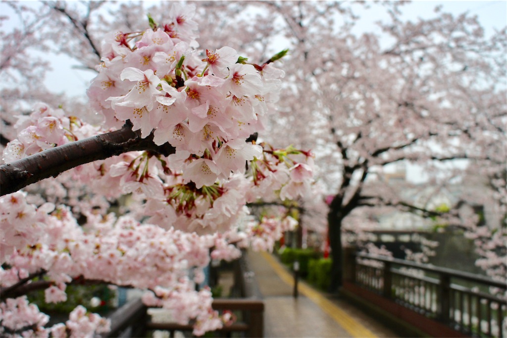 f:id:nichinichisou0808:20190721133341j:image f:id:nichinichisou0808:20190721133341j:image