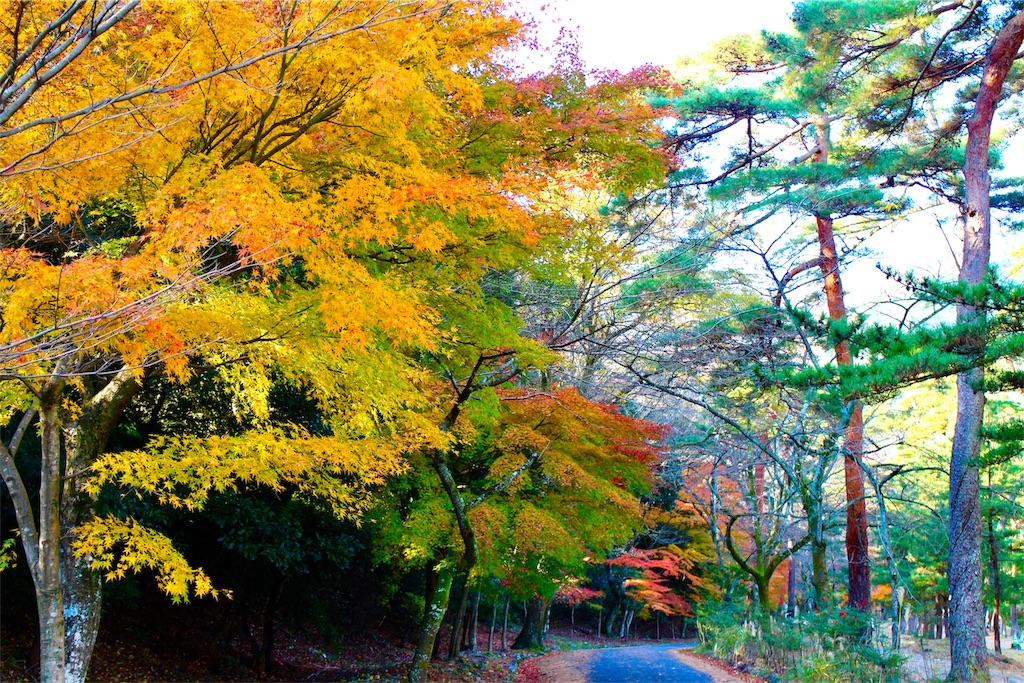 f:id:nichinichisou0808:20190926182355j:image