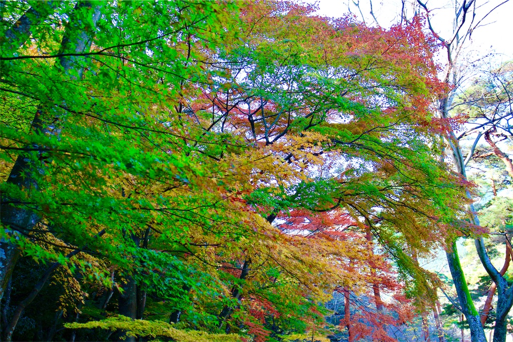 f:id:nichinichisou0808:20190926182411j:image