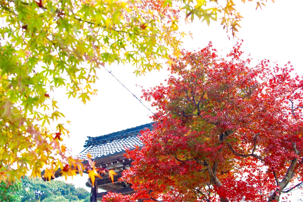 f:id:nichinichisou0808:20190926204939j:image