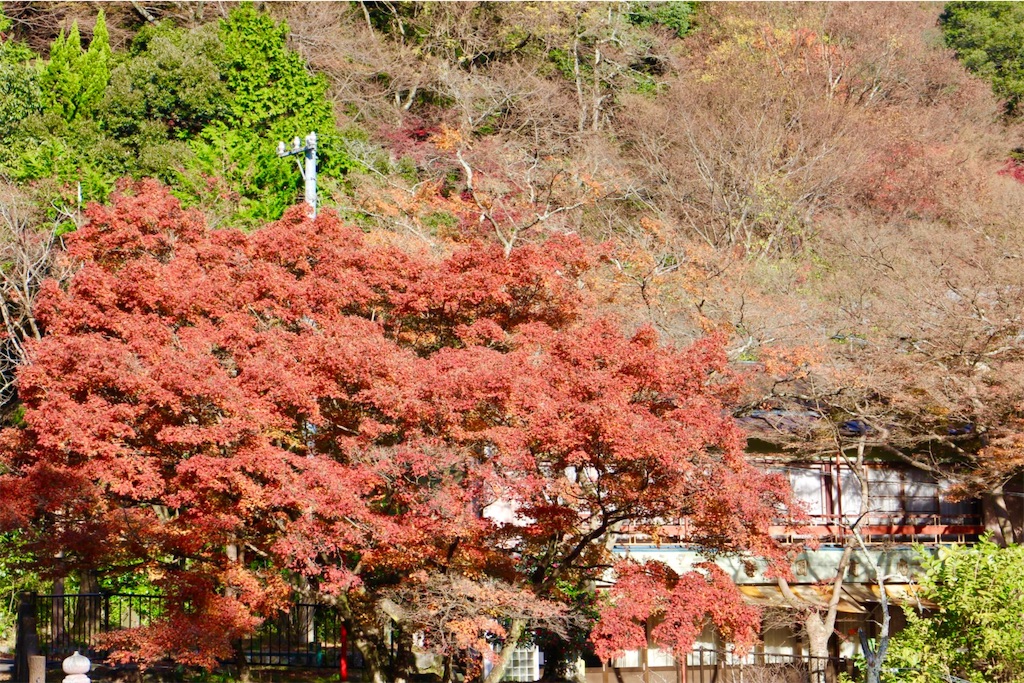 f:id:nichinichisou0808:20191002004052j:image