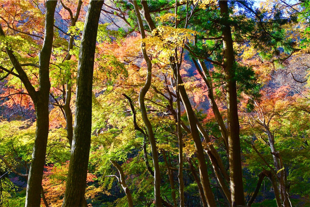 f:id:nichinichisou0808:20191002004959j:image