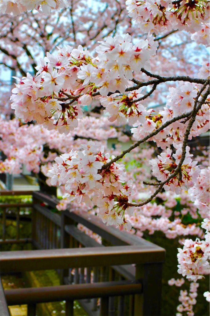 f:id:nichinichisou0808:20200102080056j:plain f:id:nichinichisou0808:20200102080056j:plain